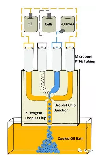 使用具有雙試劑、四通道玻璃連接芯片的微流控液滴系統生成瓊脂糖微珠