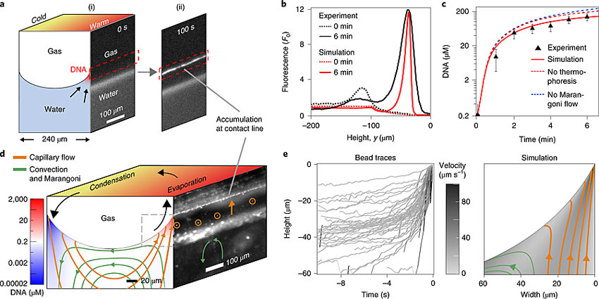 氣泡周圍的DNA分子發生了明顯的聚集。圖片來源：Nat. Chem.