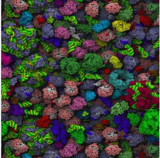 細(xì)菌細(xì)胞擁擠內(nèi)部的分子模型 細(xì)菌細(xì)胞擁擠內(nèi)部的分子模型