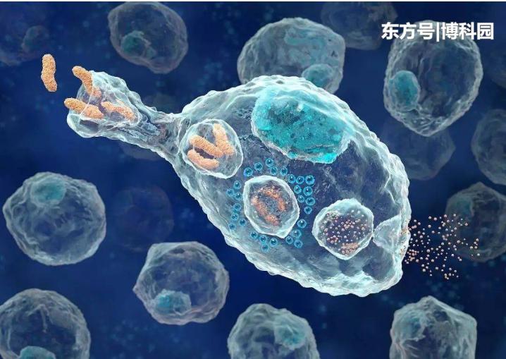 細(xì)胞在擁擠的細(xì)胞環(huán)境中移動(dòng)得更快? 細(xì)胞在擁擠的細(xì)胞環(huán)境中移動(dòng)得更快?