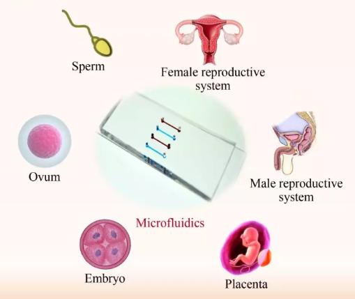 微流控芯片技術在生殖研究中的進展 微流控芯片技術在生殖研究中的進展