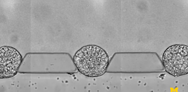 模擬胚胎早期發育