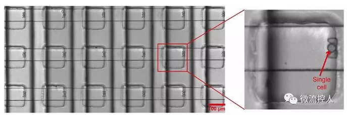 Science Advances 賓夕法尼亞州立大學研究人員開發(fā)出新型微流控設備可實現(xiàn)在數(shù)千個獨立活細胞上進行藥物測試