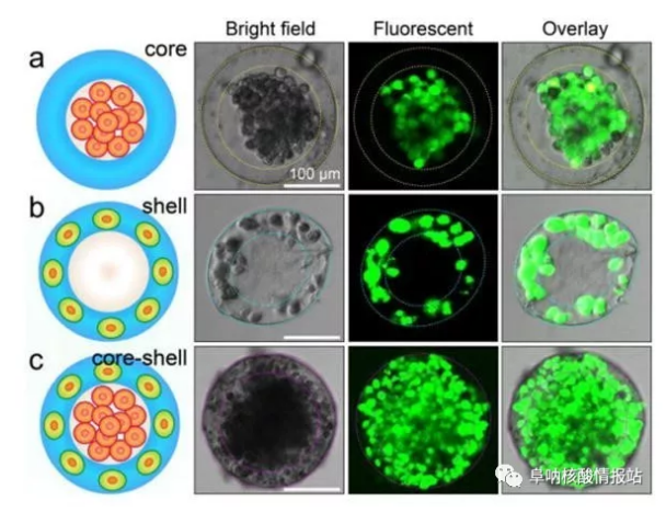 圖片4.png 圖3 3D核-殼支架中不同細胞的空間組裝a) 凝膠殼將HepG2細胞限制在核心中。b)通過交聯的藻酸鹽網絡固定在殼中的NIH-3T3成纖維細胞。c) 肝細胞在核心中同時組裝，在殼中成纖維細胞同時組裝，形成一滴人造肝臟。（比例尺100μm，細胞活力通過鈣黃綠素AM /EthD-1染色試劑盒進行表征。）