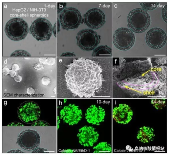 圖片5.png 圖4 在核-殼球體中共培養肝細胞和成纖維細胞。a-c) 肝細胞在核心和殼中的成纖維細胞分別共培養1天，7天和14天。隨著時間的推移，保持其球形形態。d-e)SEM圖像。f) 在核-殼結構中空間受限的細胞集合。g）在-80℃下凍兩周然后在37℃下融化之后，封裝在球狀體中的細胞的高存活力。h）封裝在球體中的細胞共培養10天顯示出高細胞活力。i）培養14天的細胞的活力略有下降。