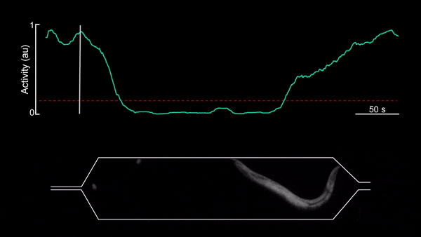 甲線蟲(chóng)在微流體腔室睡著了。 甲線蟲(chóng)在微流體腔室睡著了。