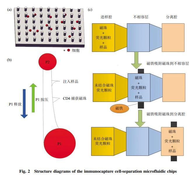 圖2免疫捕獲細胞分離芯片結構示意圖 圖2免疫捕獲細胞分離芯片結構示意圖
