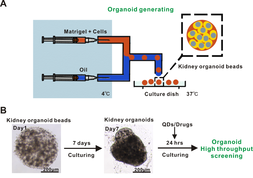 利用基于微流控技術(shù)的類(lèi)器官模型成功實(shí)現(xiàn)納米材料生物安全性篩查