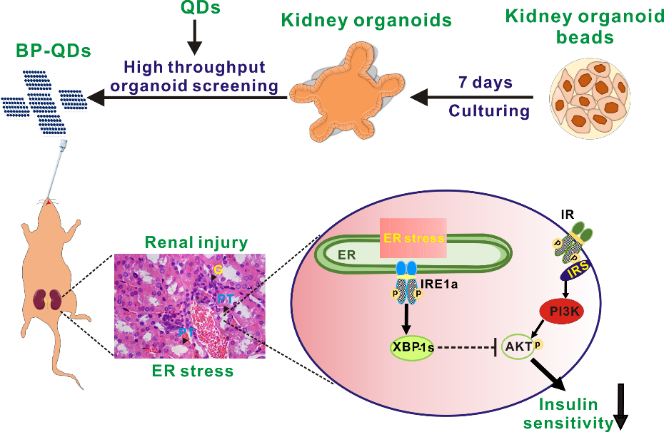 利用基于微流控技術(shù)的類(lèi)器官模型成功實(shí)現(xiàn)納米材料生物安全性篩查