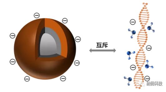 磁珠如何與核酸結合，實現提取功能？
