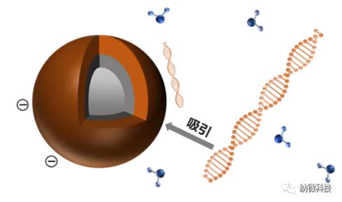 磁珠如何與核酸結合，實現提取功能？