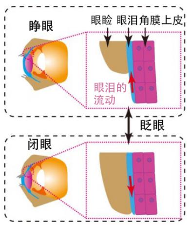 圖2：此次研究再現(xiàn)的人角膜結(jié)構(gòu)和眨眼時(shí)的眼淚運(yùn)動
