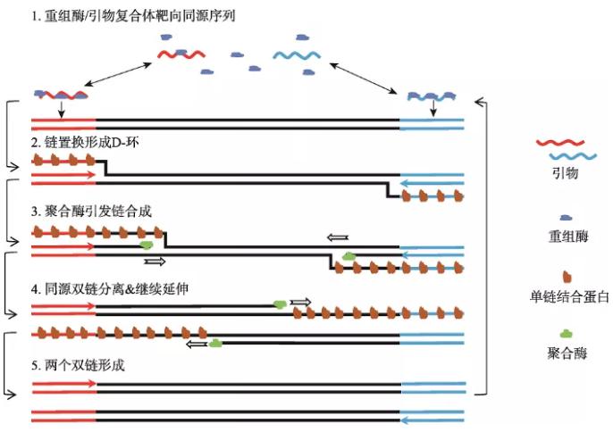 圖1 重組酶聚合酶擴增反應基本原理 圖1 重組酶聚合酶擴增反應基本原理