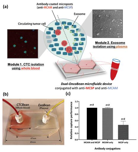 通過雙重利用OncoBean(DUO)微流控設備雙重隔離循環腫瘤細胞(CTC)和癌癥外泌體 通過雙重利用OncoBean(DUO)微流控設備雙重隔離循環腫瘤細胞(CTC)和癌癥外泌體